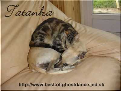 Tatanka ma Lvrier Whippet